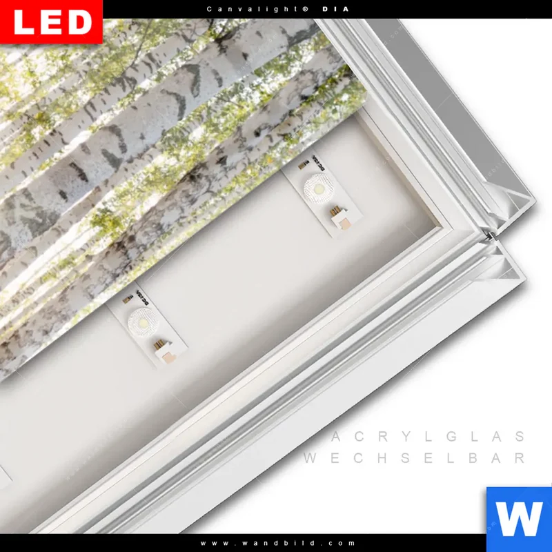 Leuchtbild Acrylglas Canvalight® DIA | Sonnenlicht im Birkenwald | Schmal