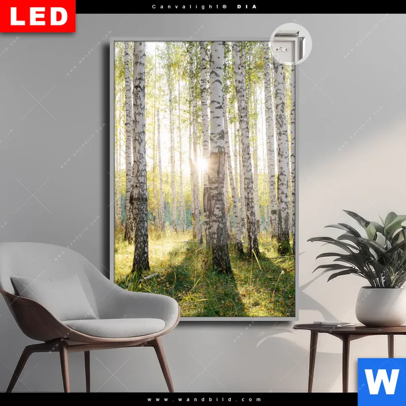 Leuchtbild Acrylglas Canvalight® DIA | Sonnenlicht im Birkenwald | Hochformat