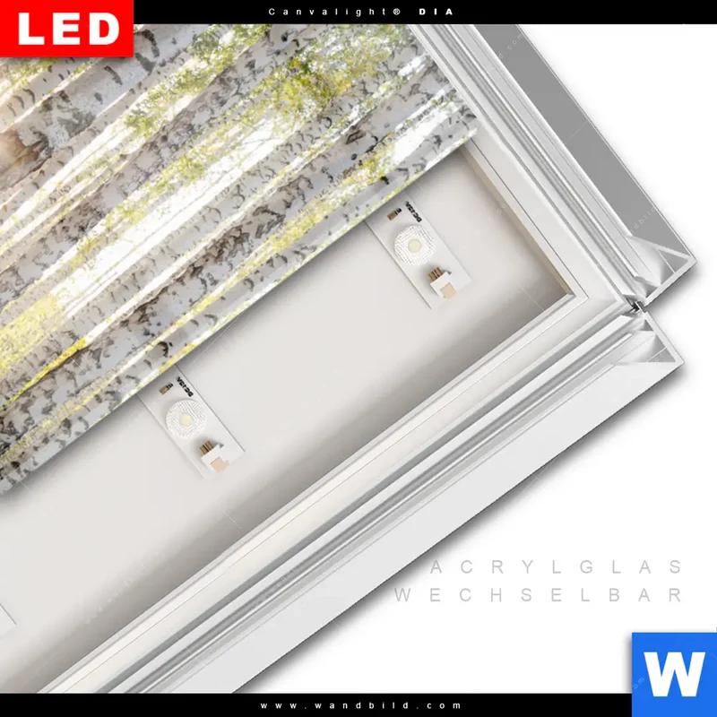 Leuchtbild Acrylglas Canvalight® DIA | Sonnenlicht im Birkenwald | Hochformat
