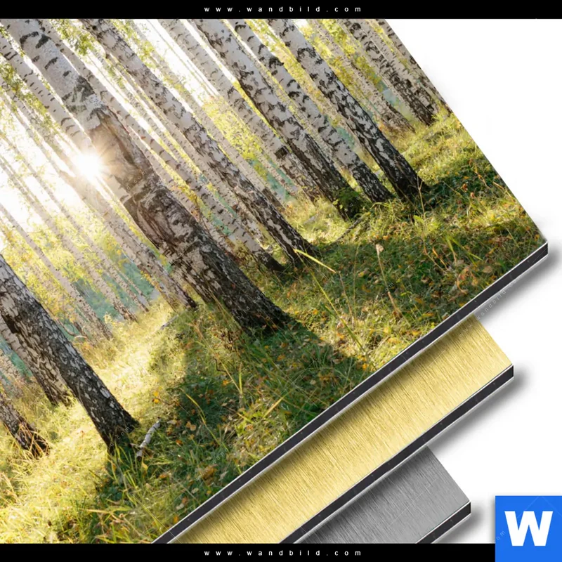 Aluminiumbild gebürstet | Sonnenlicht im Birkenwald | Rund