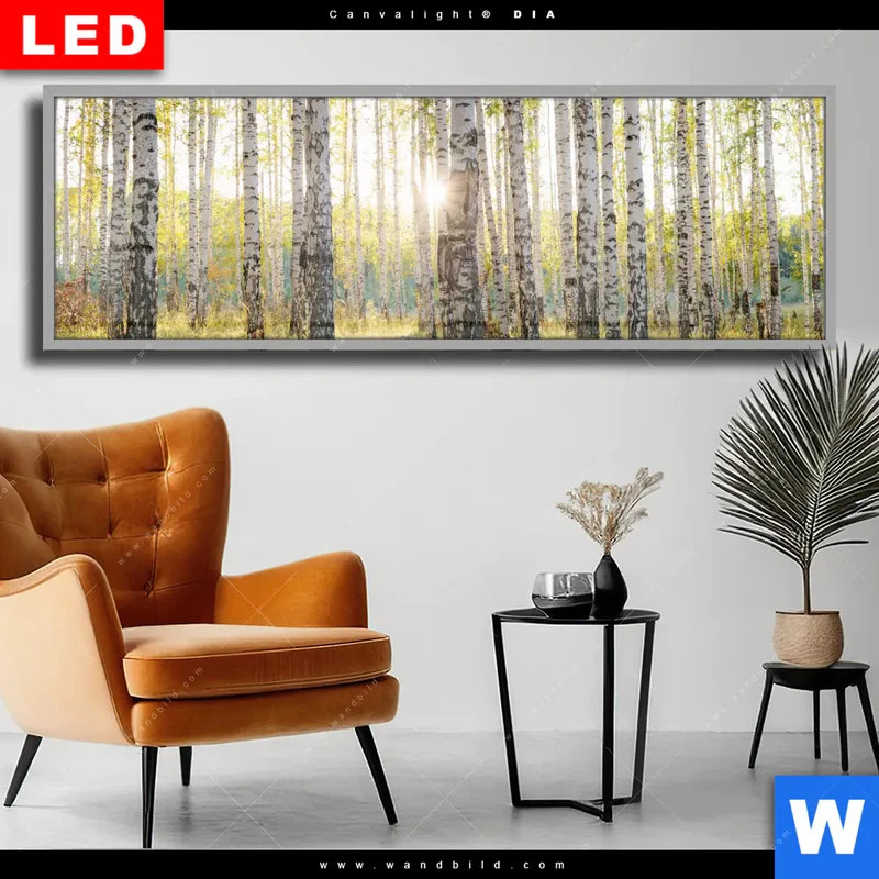 Wechselmotiv Acrylglas Canvalight® DIA | Sonnenlicht im Birkenwald | Panorama
