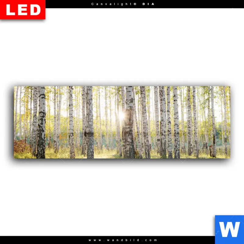 Wechselmotiv Acrylglas Canvalight® DIA | Sonnenlicht im Birkenwald | Panorama