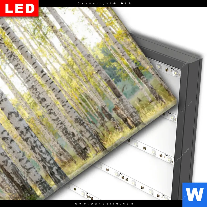 Wechselmotiv Acrylglas Canvalight® DIA | Sonnenlicht im Birkenwald | Panorama