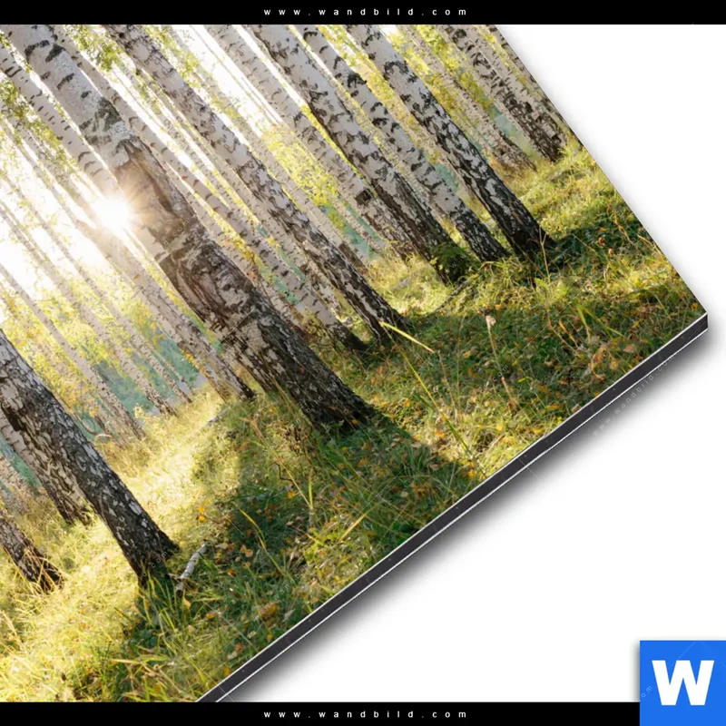 Alu-Dibond Bild | Sonnenlicht im Birkenwald | Quadrat