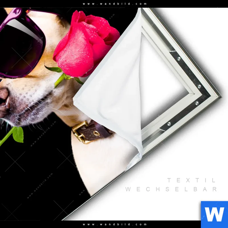Spannbild | Cooler Hund mit roter Rose | Quadrat