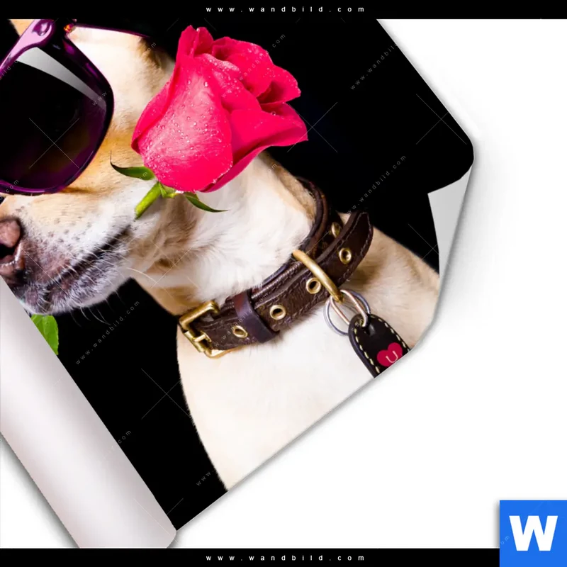 Poster | Cooler Hund mit roter Rose | Quadrat