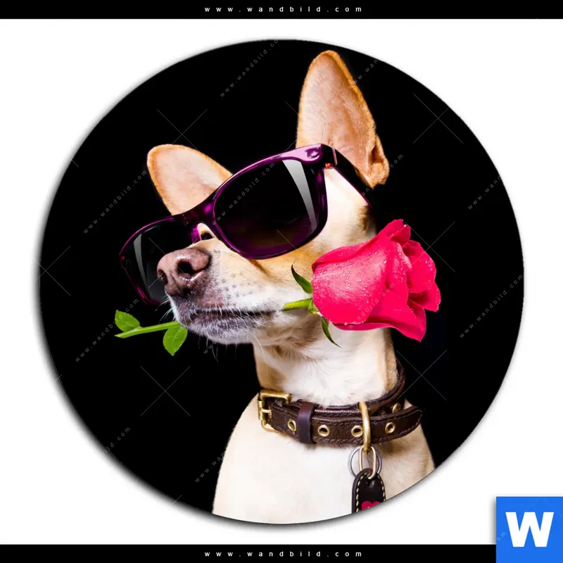 Alu-Dibond Bild | Cooler Hund mit roter Rose | Rund