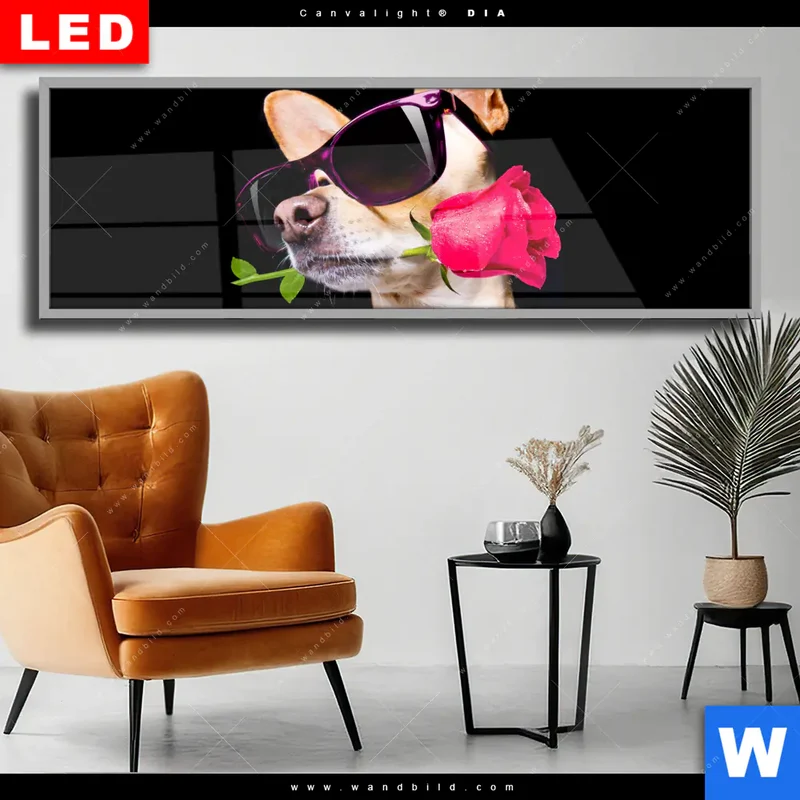 Wechselmotiv Acrylglas Canvalight® DIA | Cooler Hund mit roter Rose | Panorama