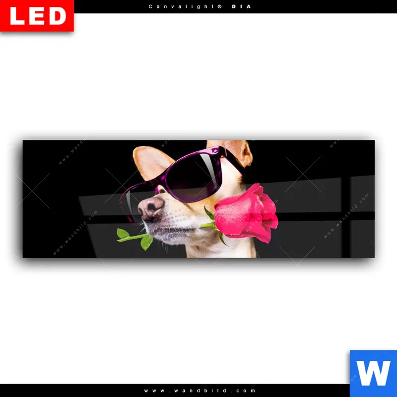 Wechselmotiv Acrylglas Canvalight® DIA | Cooler Hund mit roter Rose | Panorama