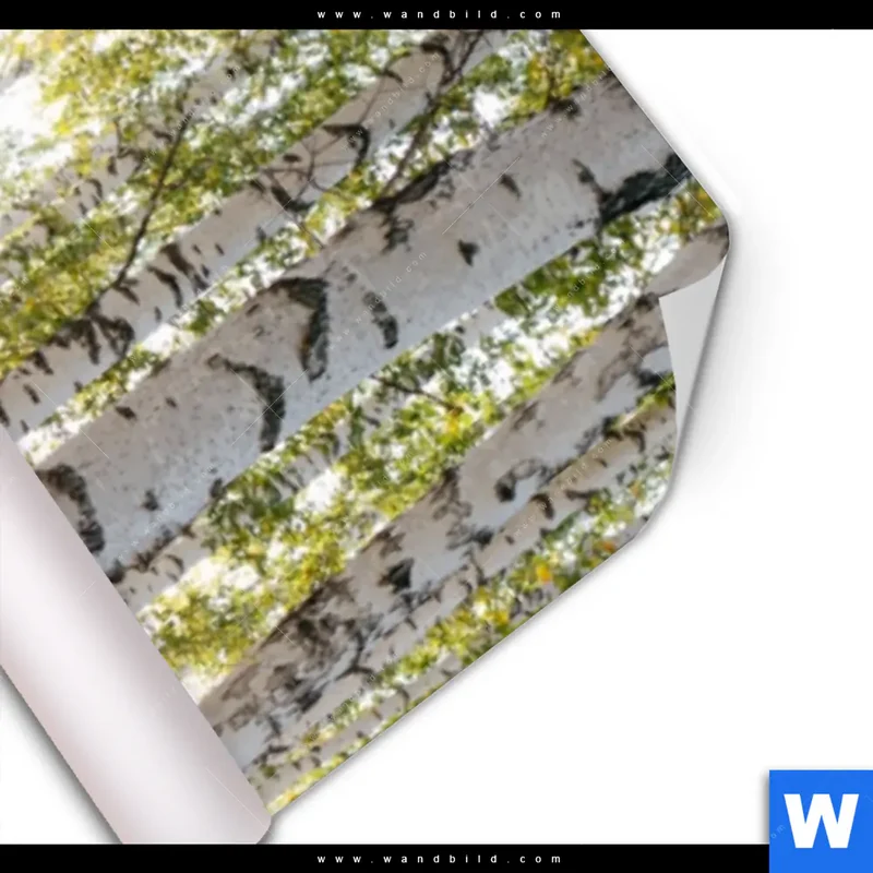 Poster | Sonnenlicht im Birkenwald | Schmal