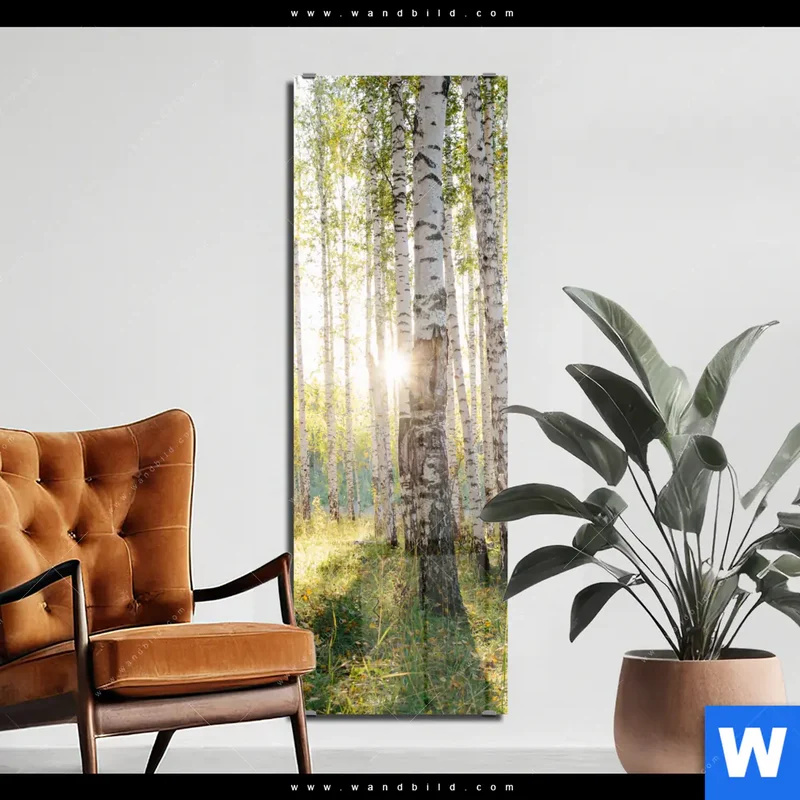 Acrylglasbild | Sonnenlicht im Birkenwald | Schmal