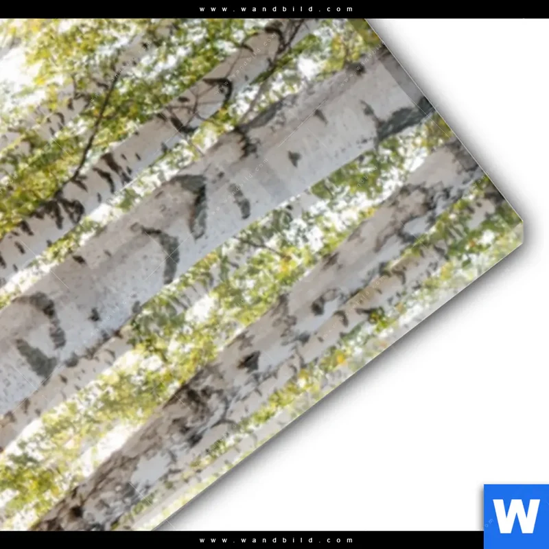 Acrylglasbild | Sonnenlicht im Birkenwald | Schmal