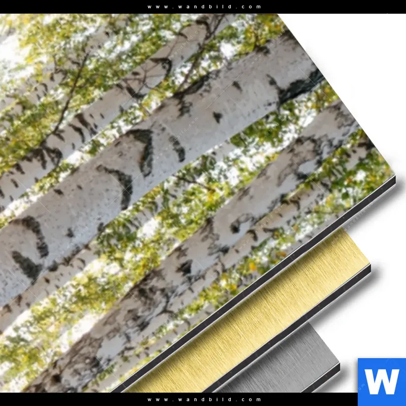 Aluminiumbild gebürstet | Sonnenlicht im Birkenwald | Schmal