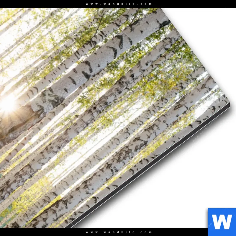 Alu-Dibond Bild | Sonnenlicht im Birkenwald | Hochformat