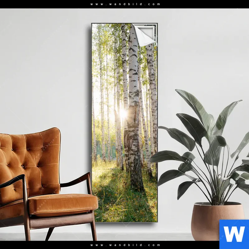Spannbild | Sonnenlicht im Birkenwald | Schmal