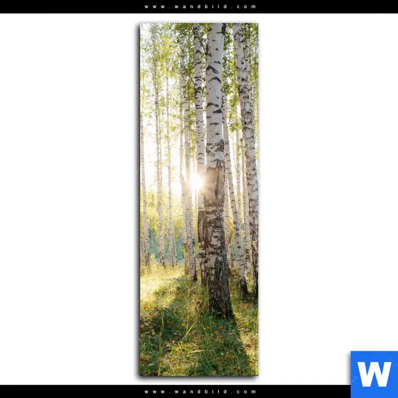 Spannbild | Sonnenlicht im Birkenwald | Schmal