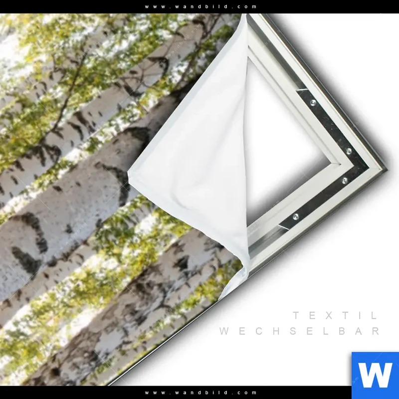 Spannbild | Sonnenlicht im Birkenwald | Schmal
