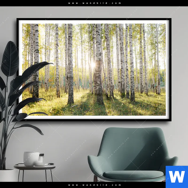Poster | Sonnenlicht im Birkenwald | Querformat