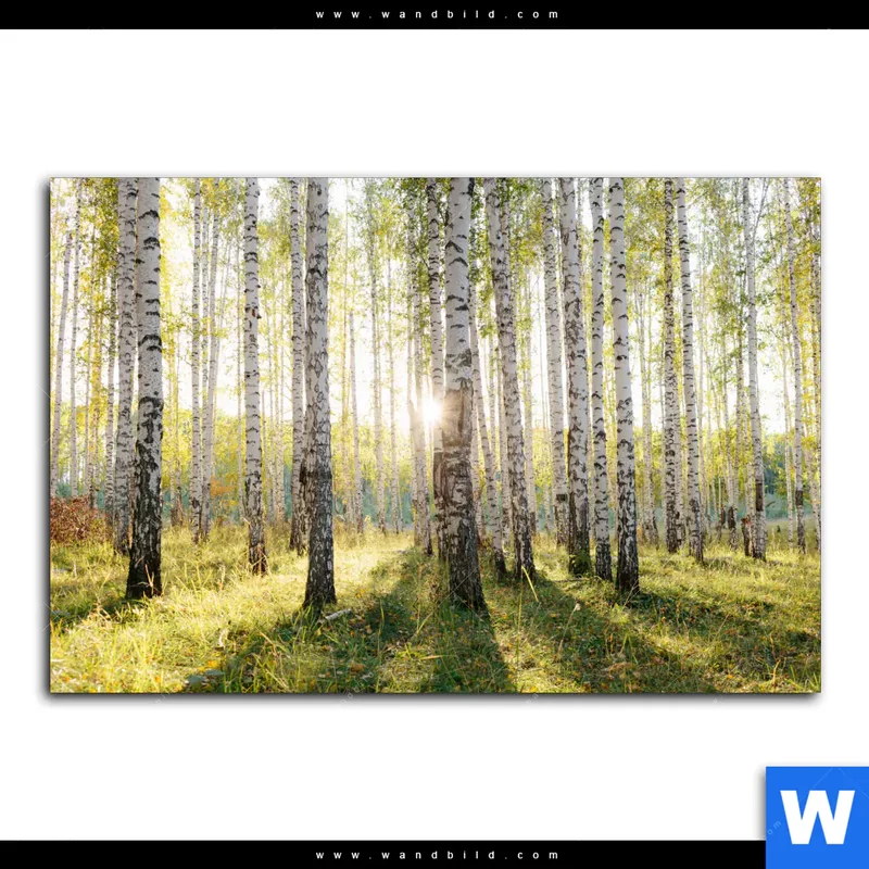 Poster | Sonnenlicht im Birkenwald | Querformat