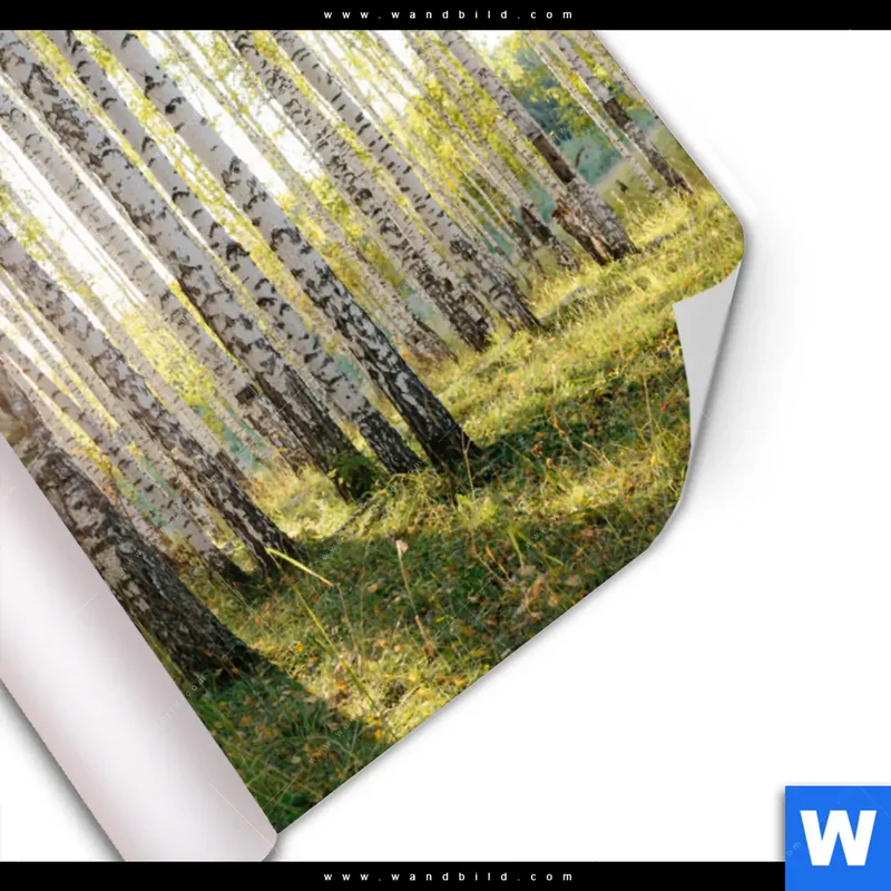 Poster | Sonnenlicht im Birkenwald | Querformat
