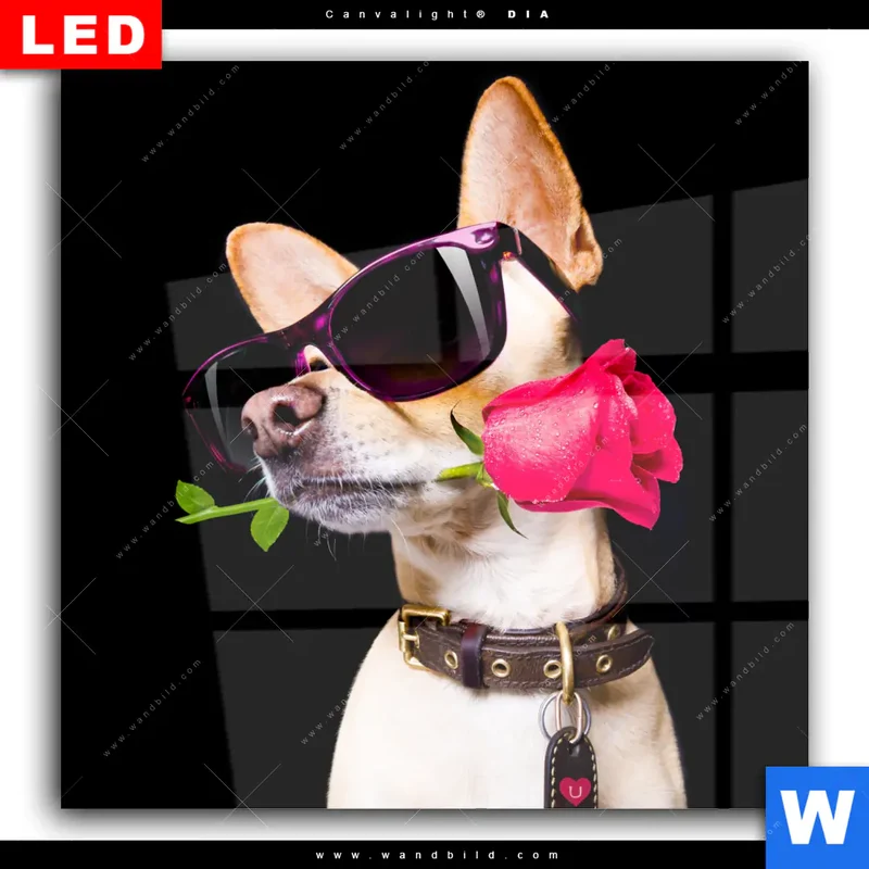 Wechselmotiv Acrylglas Canvalight® DIA | Cooler Hund mit roter Rose | Quadrat