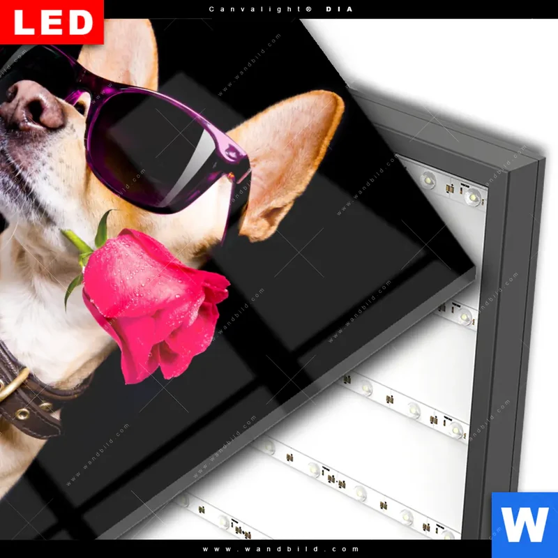 Wechselmotiv Acrylglas Canvalight® DIA | Cooler Hund mit roter Rose | Quadrat