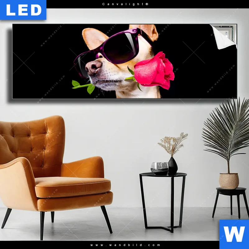 Canvalight® Leuchtbild | Cooler Hund mit roter Rose | Panorama