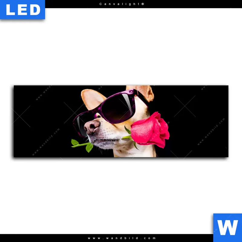 Canvalight® Leuchtbild | Cooler Hund mit roter Rose | Panorama
