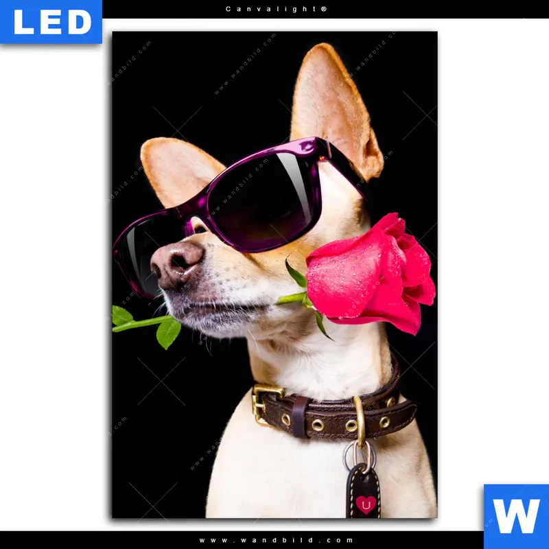 Canvalight® Leuchtbild | Cooler Hund mit roter Rose | Hochformat