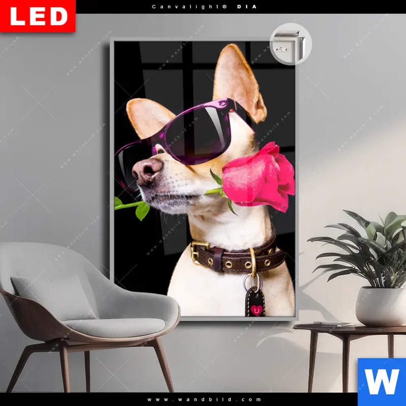 Leuchtbild Acrylglas Canvalight® DIA | Cooler Hund mit roter Rose | Hochformat