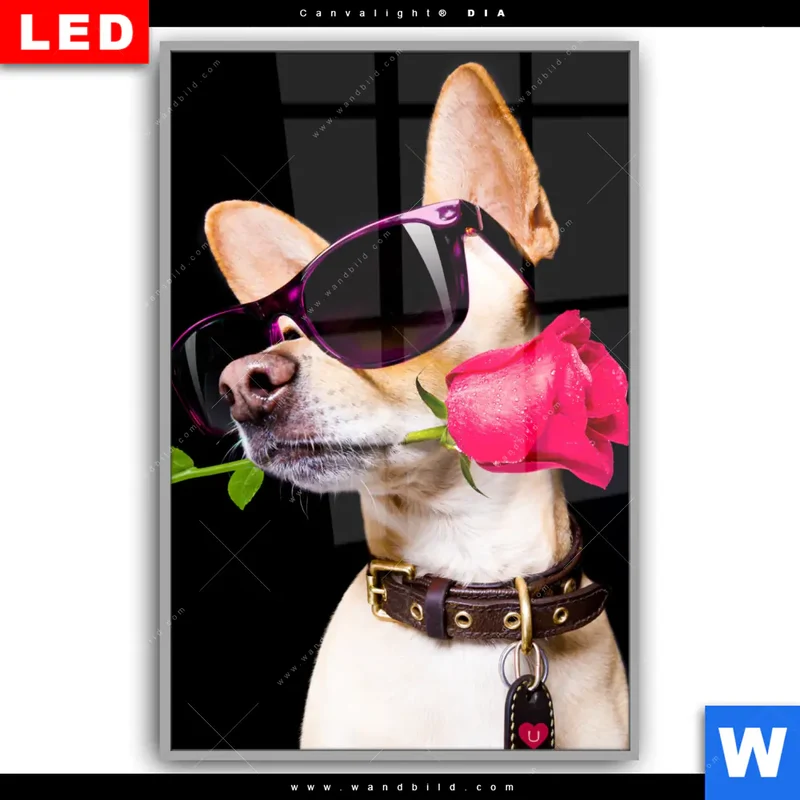 Leuchtbild Acrylglas Canvalight® DIA | Cooler Hund mit roter Rose | Hochformat
