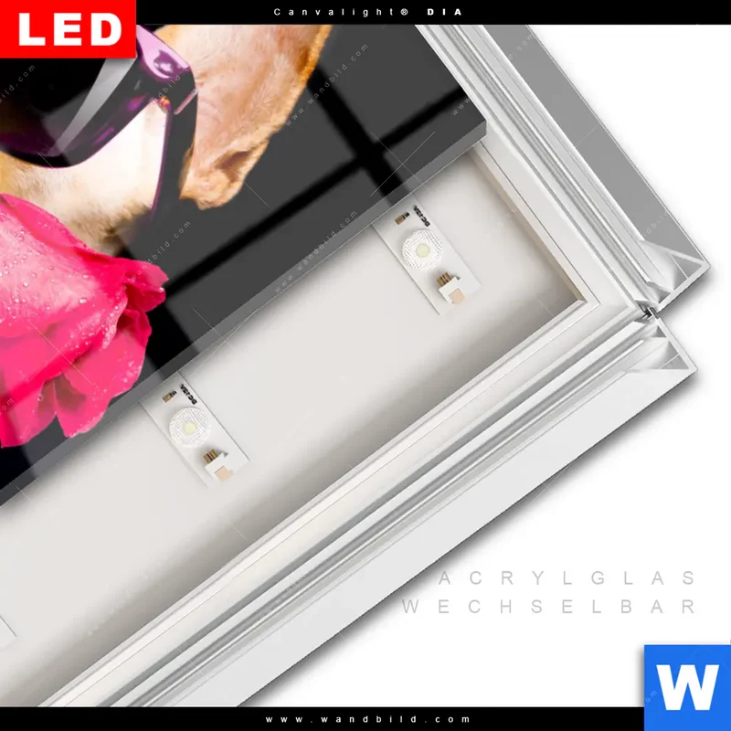 Leuchtbild Acrylglas Canvalight® DIA | Cooler Hund mit roter Rose | Hochformat