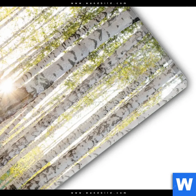 Acrylglasbild | Sonnenlicht im Birkenwald | Hochformat