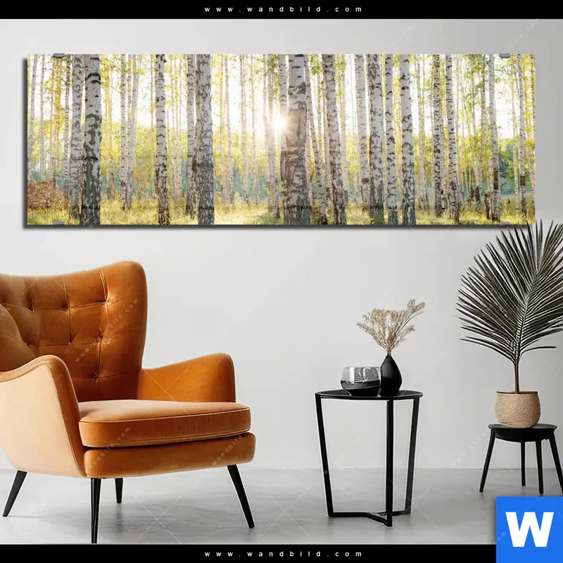 Acrylglasbild | Sonnenlicht im Birkenwald | Panorama