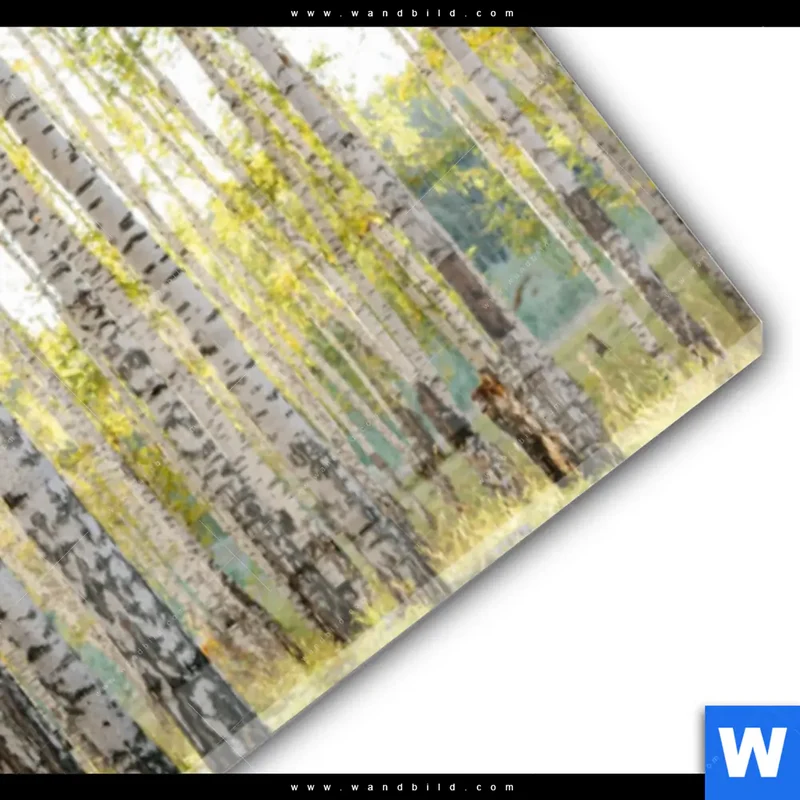 Acrylglasbild | Sonnenlicht im Birkenwald | Panorama