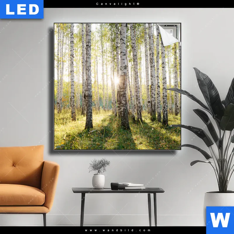 Canvalight® Leuchtbild | Sonnenlicht im Birkenwald | Quadrat