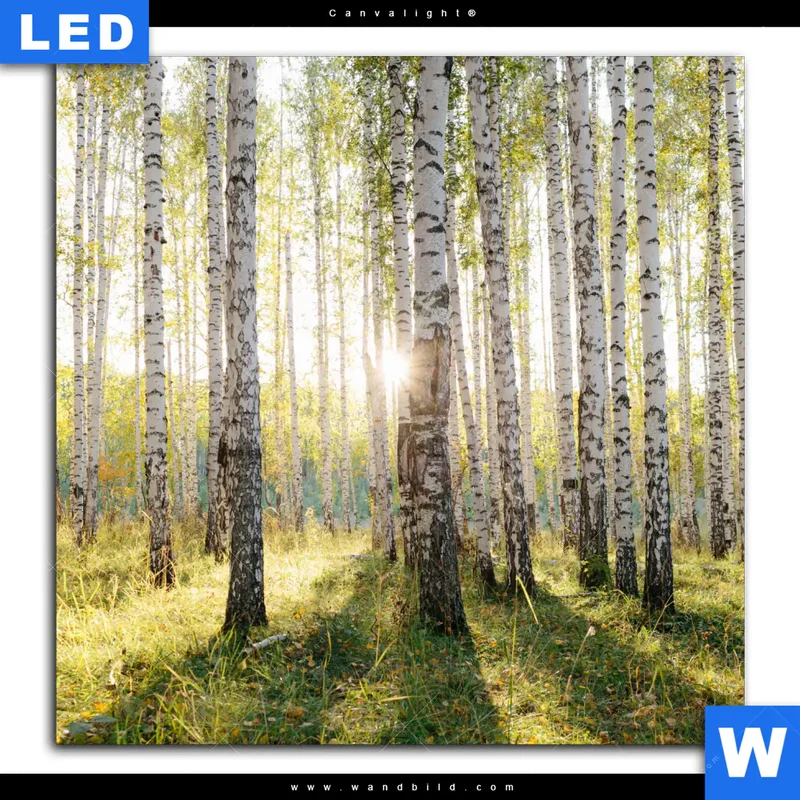 Canvalight® Leuchtbild | Sonnenlicht im Birkenwald | Quadrat