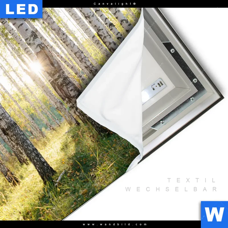 Canvalight® Leuchtbild | Sonnenlicht im Birkenwald | Quadrat