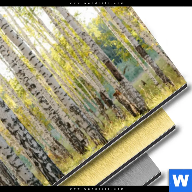 Aluminiumbild gebürstet | Sonnenlicht im Birkenwald | Panorama