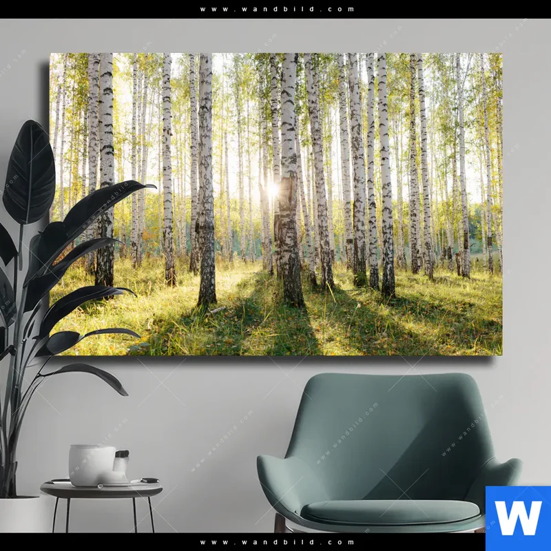 Leinwandbild | Sonnenlicht im Birkenwald | Querformat