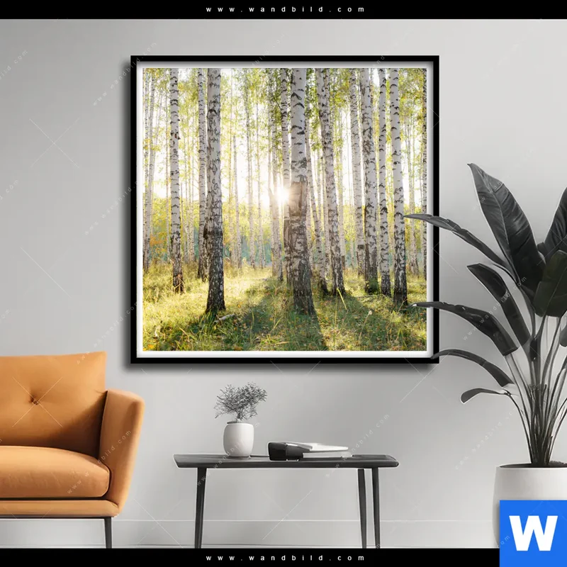Poster | Sonnenlicht im Birkenwald | Quadrat