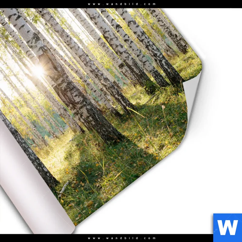 Poster | Sonnenlicht im Birkenwald | Quadrat