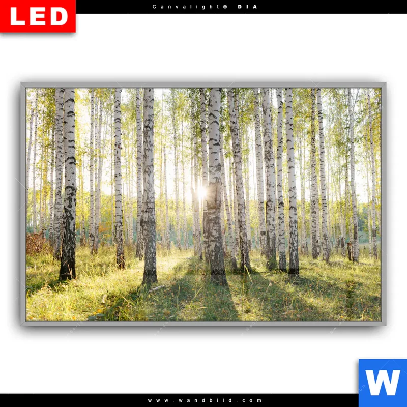 Leuchtbild Acrylglas Canvalight® DIA | Sonnenlicht im Birkenwald | Querformat