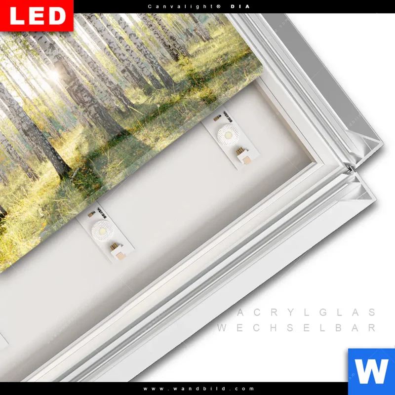 Leuchtbild Acrylglas Canvalight® DIA | Sonnenlicht im Birkenwald | Querformat