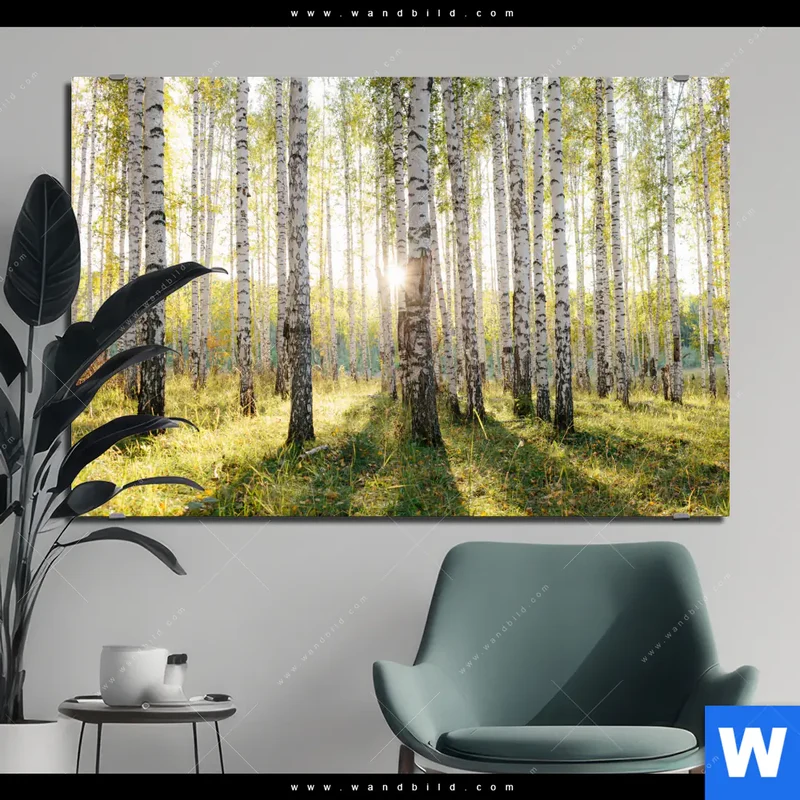 Alu-Dibond Bild | Sonnenlicht im Birkenwald | Querformat