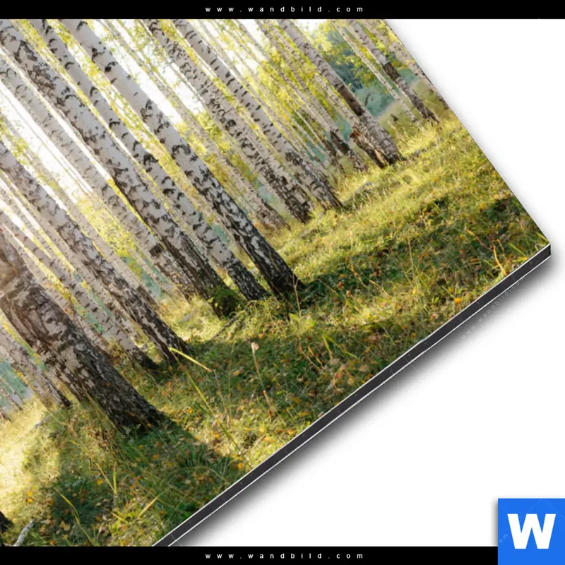 Alu-Dibond Bild | Sonnenlicht im Birkenwald | Querformat