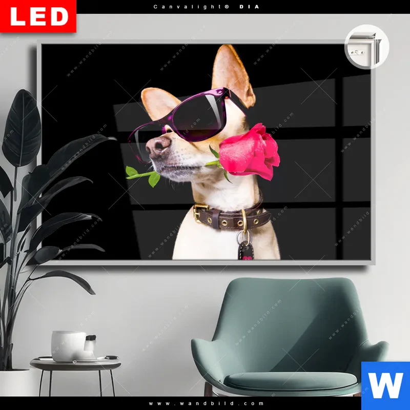 Leuchtbild Acrylglas Canvalight® DIA | Cooler Hund mit roter Rose | Querformat