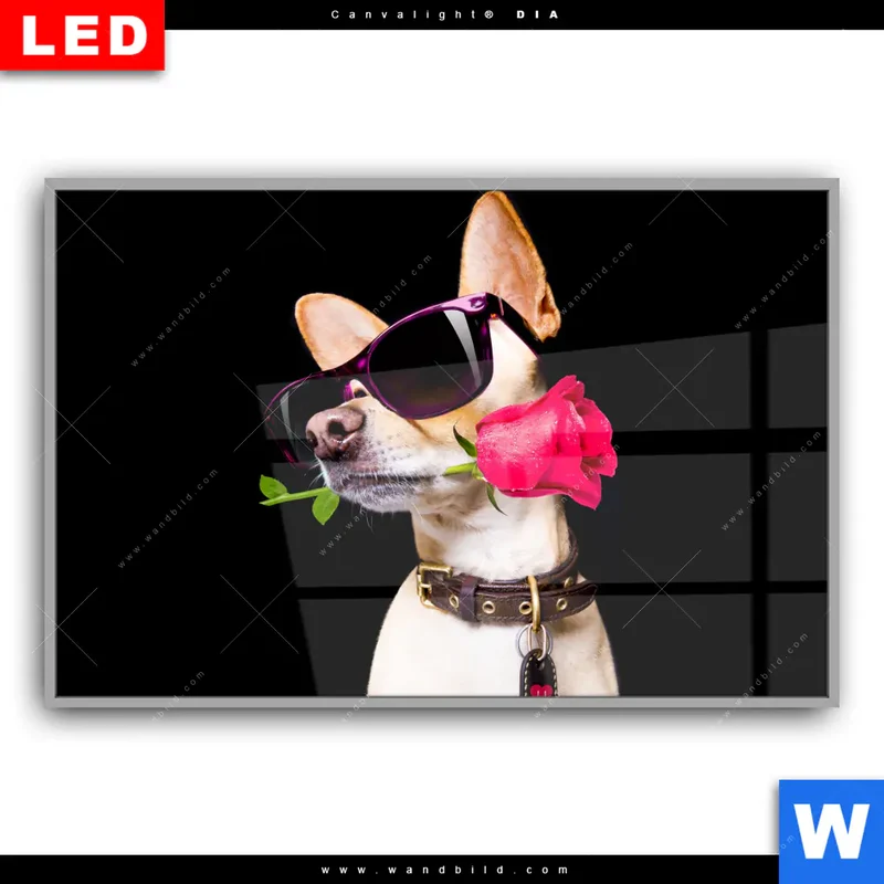 Leuchtbild Acrylglas Canvalight® DIA | Cooler Hund mit roter Rose | Querformat
