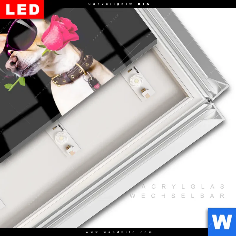 Leuchtbild Acrylglas Canvalight® DIA | Cooler Hund mit roter Rose | Querformat