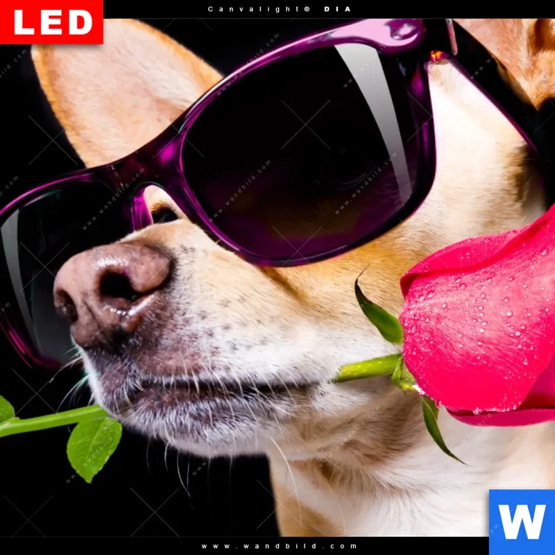 Leuchtbild Acrylglas Canvalight® DIA | Cooler Hund mit roter Rose | Querformat